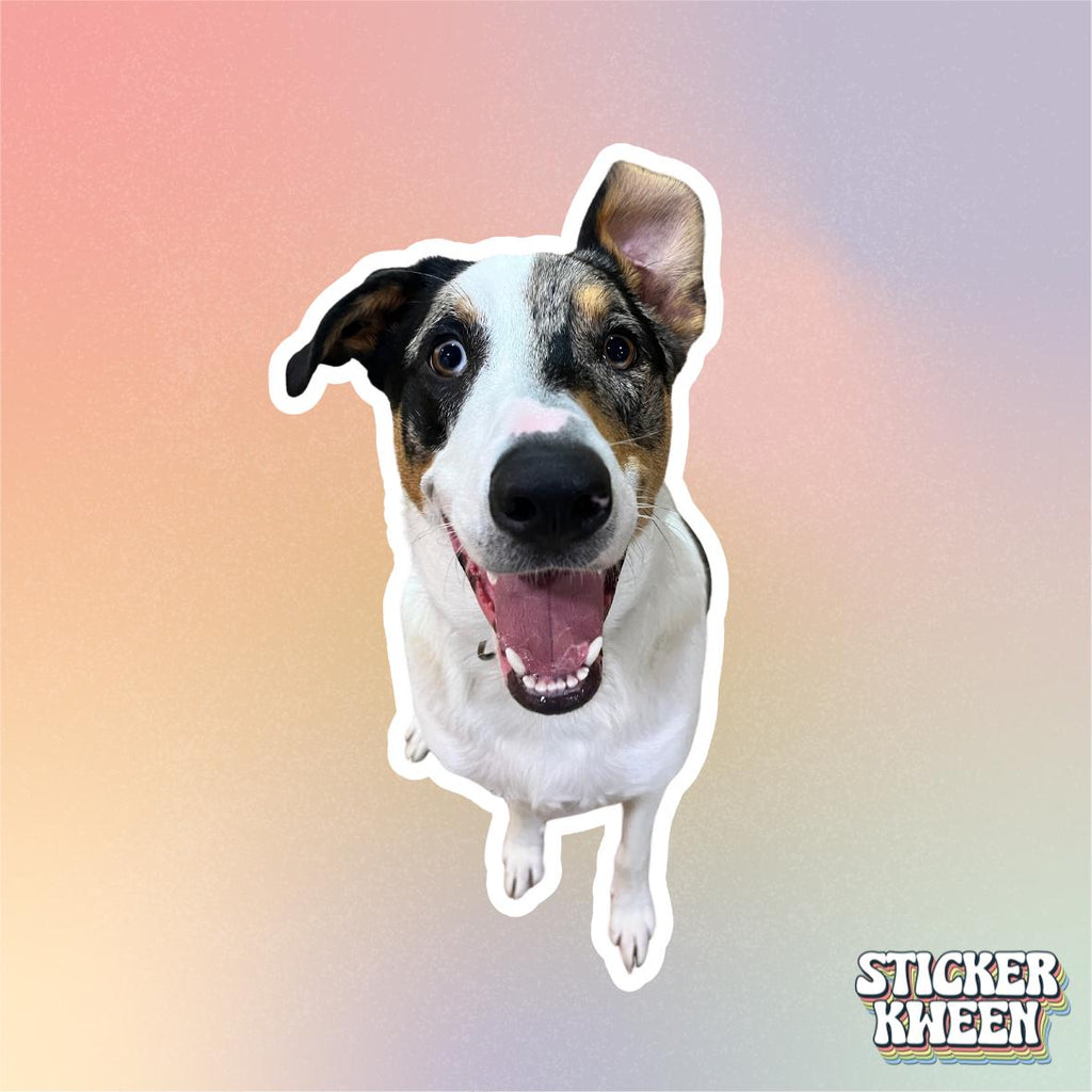 Custom Pet Stickers
